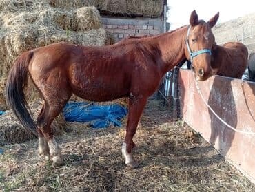 сколько стоит собака породы доберман: Продаю | Кобыла (самка) | Рабочий | Мерин — 1