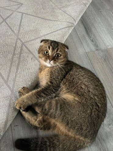 кошки купить бишкек: Скотиш Фолд (Шотландская вислоухая), 10 месяцев, Девочка, Приучена к лотку, Проглистована, С прививками — 1
