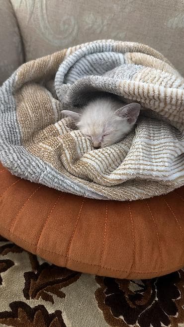 скупка мёда: Кошка даром: Сиамская, 2 месяца, Мальчик — 2