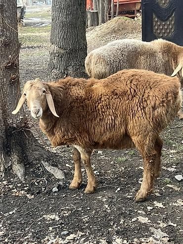 Аквариумдар: Сатам | Кочкор (эркек) | Арашан | Көбөйтүү үчүн | Асыл тукумдуу — 1