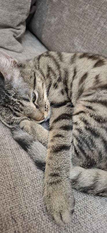 все для кошки: 8 месяцев, Мальчик, Приучена к лотку, Проглистована — 1