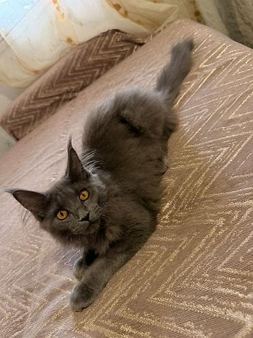 голая кошка девочка: Мейн-кун, окрас: дым/голубой (solid/black smoke) Описание: - Крупный — 2