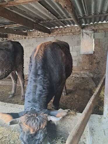 куплю корову на молоко: Продаю | Бык (самец) | На откорм | Привязанные — 2