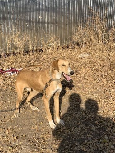 купить собаку для охоты: Собака порода мама тазы папа ред хор — 3