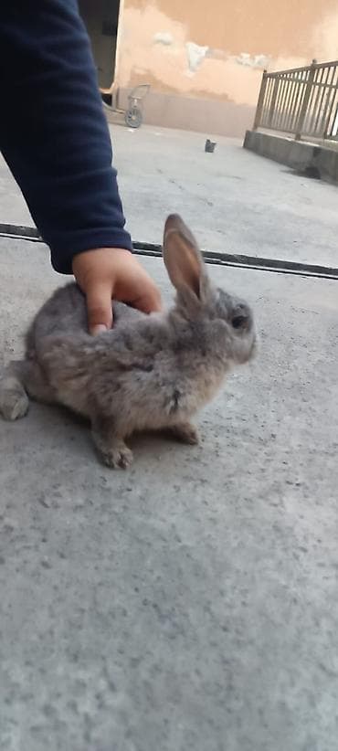 Морские свинки: Пушистый декоративный кролик серого окраса. Особенности: - Компактный — 1