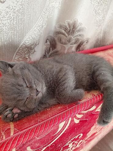 малинкий кошка: Скотиш Страйт (Шотландская прямоухая), 2 месяца, Девочка, Серый — 2