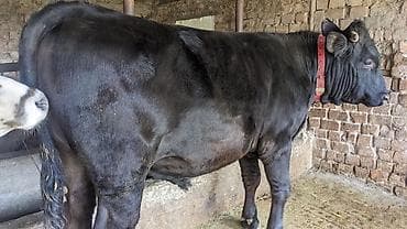 Зоотовары: Продаю | Бык (самец) | Для разведения | Привязанные — 3