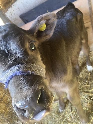 Ветеринар кызматы: Сатам | Музоо | Бордоп семиртүү үчүн — 5