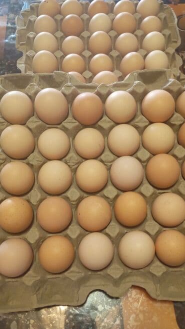 дома на продажу в бишкеке: Птицы — 1