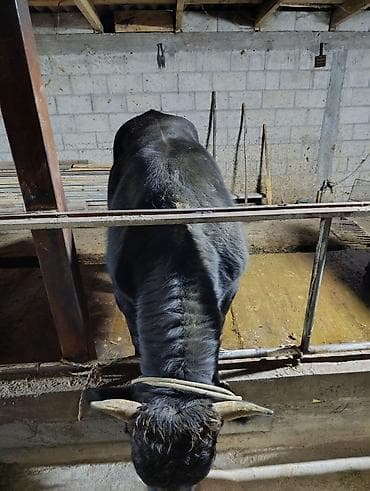 Продаю | Бык (самец) | На откорм | Привязанные — 5