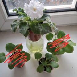 цветы женское счастье: Детка фиалки "Букет невесты", цветёт белыми махровыми цветами, размер — 1