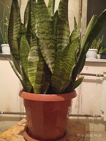 астры цветы: Распродажа комнатных цветов! Сенсевиерии отростки от150с.! в горшках — 4