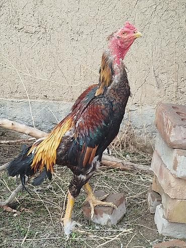 х5 bmw: Электровелосипед, Б/у — 4