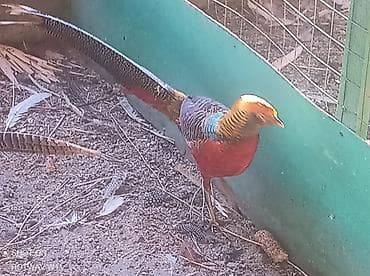 Кондитерские изделия, сладости: Фазаны декоративные, несколько особей - окрасы: светлые (белые — 8