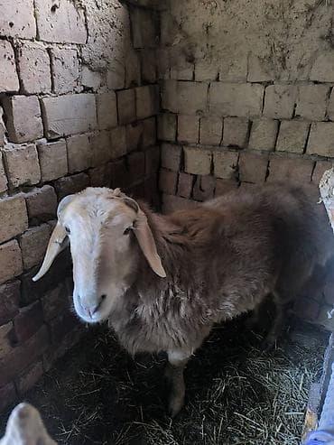 продам собаку доска объявлений: Продаю | Баран (самец) — 1