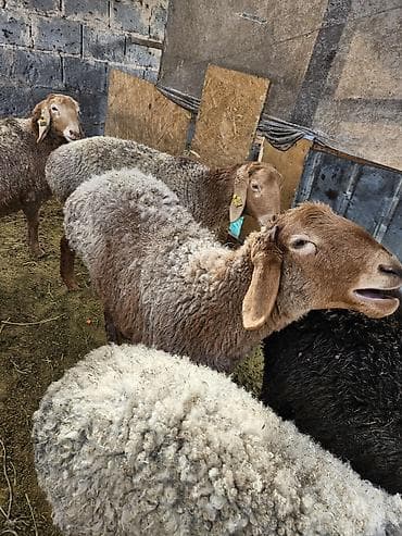 бээ тай: Продаю | Овца (самка) | Для разведения | Матка — 3