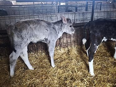 кролик мини лоп: Продаю | Тёлка | Голштин, Швицкая | На откорм, Для разведения, Для молока | Искусственник — 9