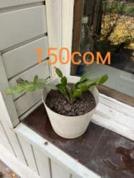 туалетный столик с подсветкой бишкек: Комнатные цветы по оптовым ценам — 11