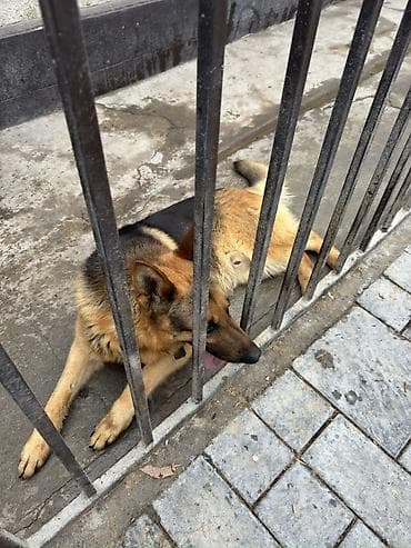 немецкая овчарка токмок: Собака даром: Овчарка, 4 года, Самец, С прививкой — 2