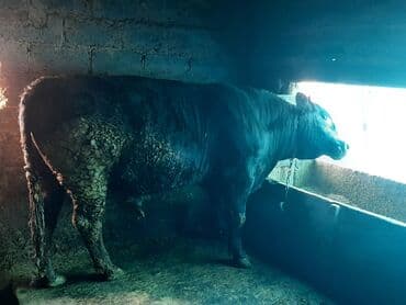 Собаки: Продаю | Бык (самец) | Для разведения | Привязанные — 4