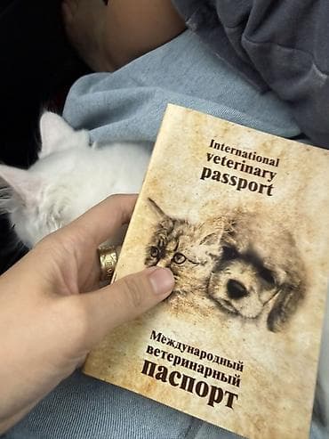 Мышыктар: Ангор, 3 айлык, Эркек, Ак, Лотокко барууга үйрөтүлгөн, Курттардан тазаланган, Документтери менен — 5