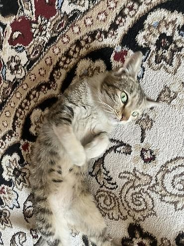 котята бенгальские купить: Котёнок домашний, полосатый табби с белыми лапками и брюшком — 1