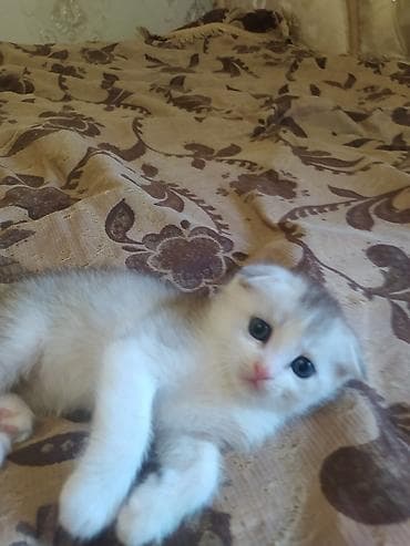 шотлан: Шотландский вислоухий котёнок (Scottish Fold) - Окрас: бело-серый, с — 1
