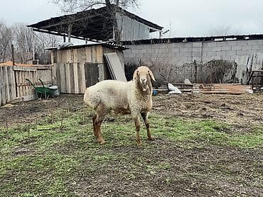 собака щпиц: Продаю | Баран (самец) | Арашан | Для разведения — 3