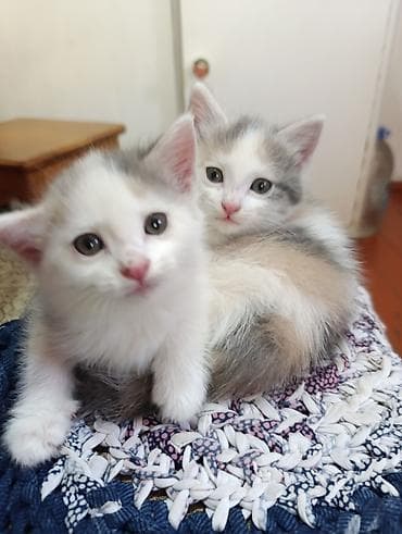 Мышыктар: Отдам только в добрые руки!Котята 1 мес. - Окрас: белый с серыми и — 1