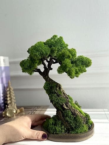 Бонсай ручной работы из натурального стабилизированного мха от 1500