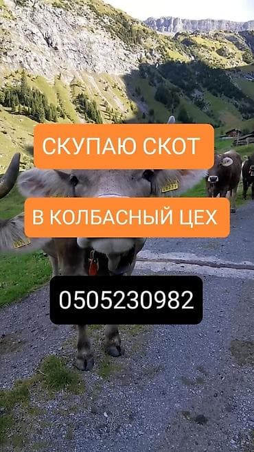 Куплю | Коровы, быки, Лошади, кони, Другие с/х животные | Круглосуточно, Любое состояние, Забитый