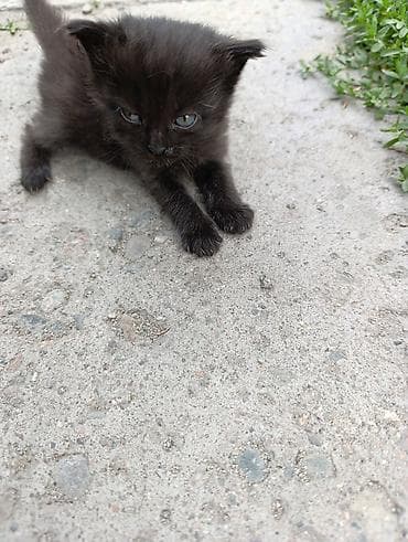 кошка маленькие: Отдам даром пушистых котят голубыми глазками. Окрас светлый, с — 3