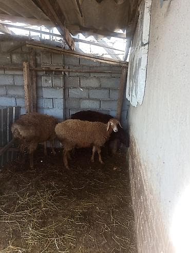 куплю баранов: Продаю | Овца (самка), Баран (самец) | Арашан | На забой, Для разведения — 4
