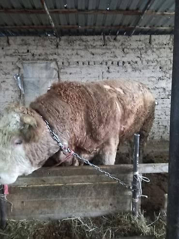 Ветеринар кызматы: Сатам | Бука (эркек) | Симментал | Бордоп семиртүү үчүн, Союуга, Көбөйтүү үчүн — 2