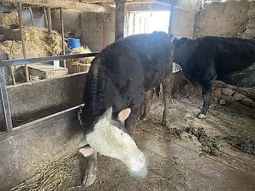 ангус ош: Продаю | Бык (самец) | Герефорд, Алатауская, Абердин-ангус | На откорм, На забой — 7