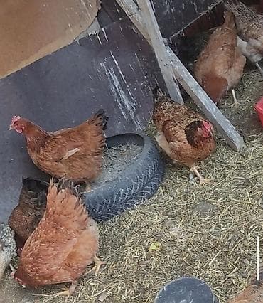 куплю бычка в кара балте: Продаю | Куры | Бойцовая | Для разведения — 7