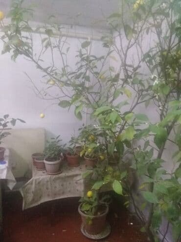 семена павловния купить в бишкеке: Продаются лимоны адрес,по жебек желу между старым автовокзалом и — 3