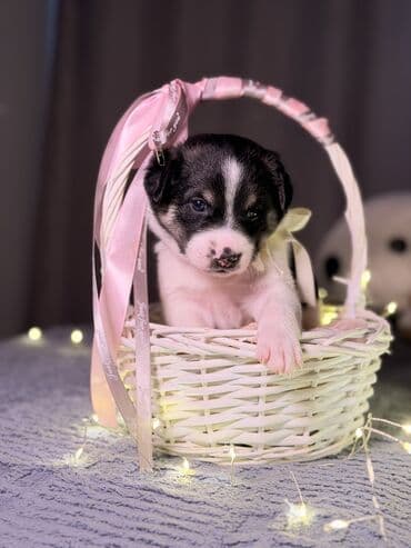 куплю собаку в бишкеке: 🎁 Ищете идеальный подарок к Новому году? Маленький хвостик, который — 5