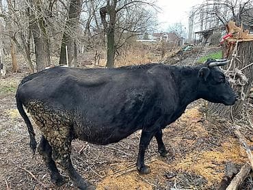 молочная карова: Продаю | Корова (самка) | Для разведения | Привязанные — 3