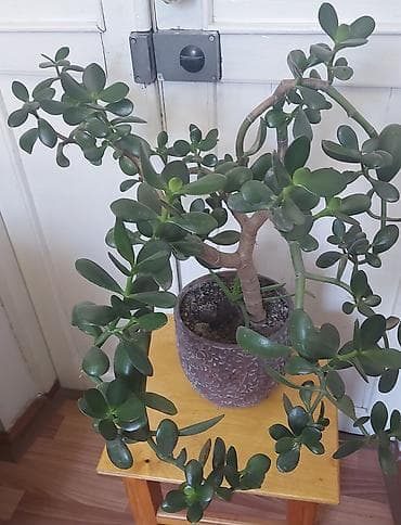 Денежное дерево: Комнатные растения в горшках: 1) Сансевиерия (Sansevieria — 4