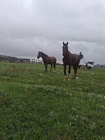 саар уй: Продаю | Кобыла (самка) | Рабочий — 4