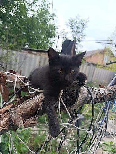 котята в канте: Беспородная, 2 месяца, Девочка, Черный, Приучена к лотку — 2