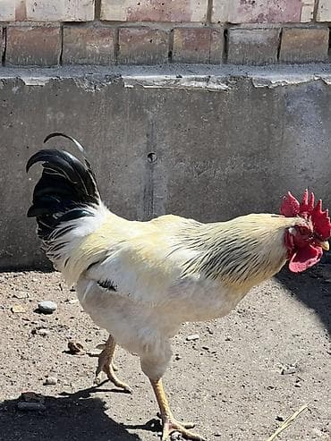 Үй жаныбарлары: Сатам | Тооктор — 3