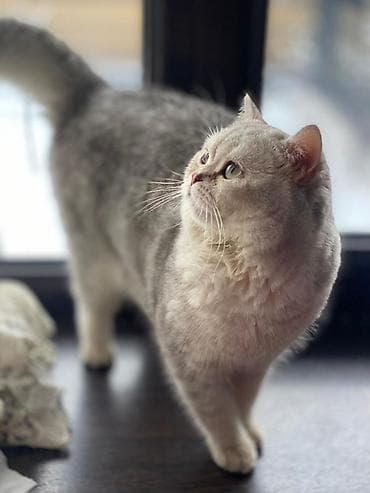 савана кошка: Вязка: Скотиш Страйт (Шотландская прямоухая), Мальчик, 1 год, С прививками, С документами, Серебристая шиншилла — 2