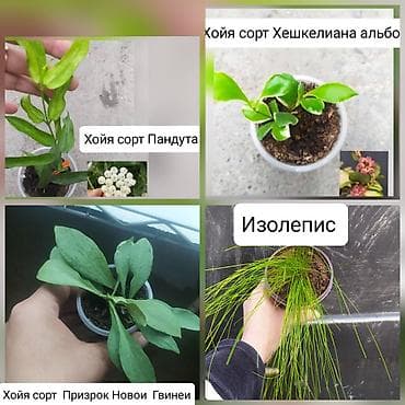 фикус цена: Продаю — 1