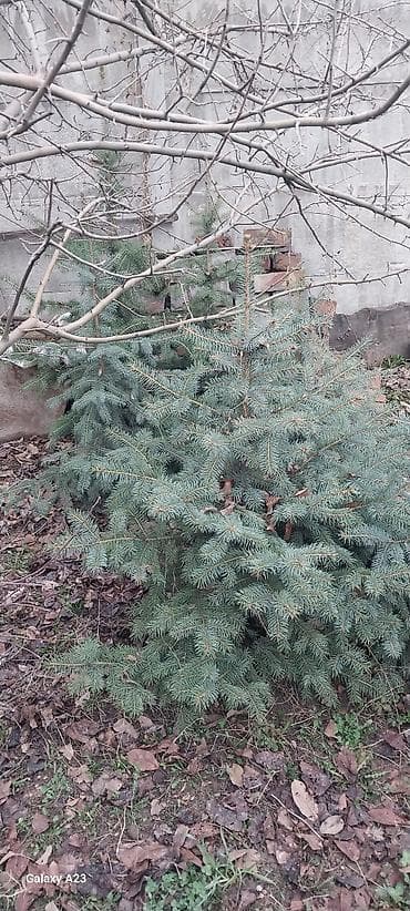 семена голубой ели купить: Очень срочно продаётся ель голубая (Picea pungens, Blue Spruce) — — 2