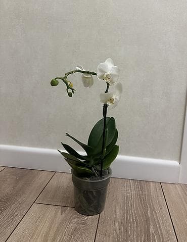 орхидея бишкек цена: Орхидеи Голландские Phalaenopsis сортовые, насыщенные цвета цветущие — 10