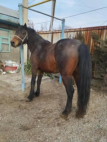 Продаю | Конь (самец) | Для разведения | Племенные