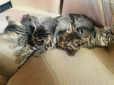 купить собаку бишкек: Полосатые котята-коротышки (табби) домашнего разведения. Описание: - — 2