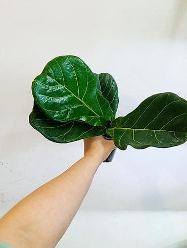 монстера цветы: Продаю цветы, все цены разные, Кара-Балта продаю сингониумов и — 10